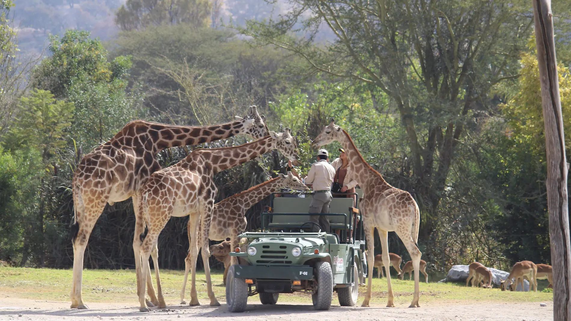 Africam safari, algo más que un lugar de visita